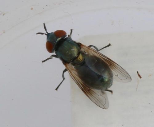 Riponnensia longicornis
